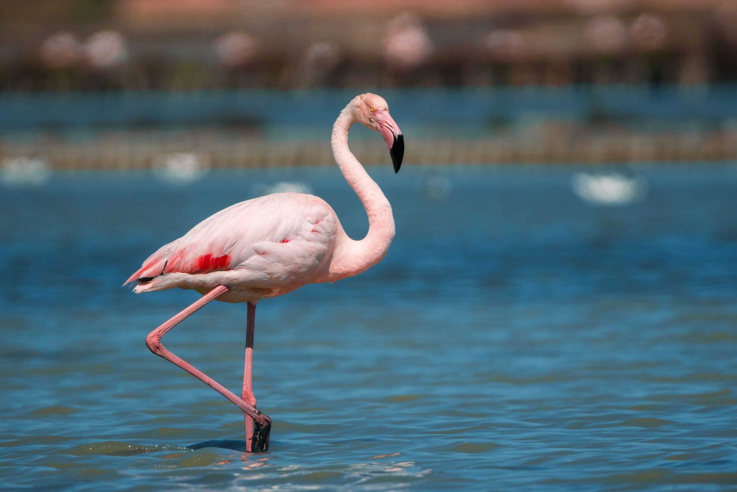 Flamingo steht auf einem Bein